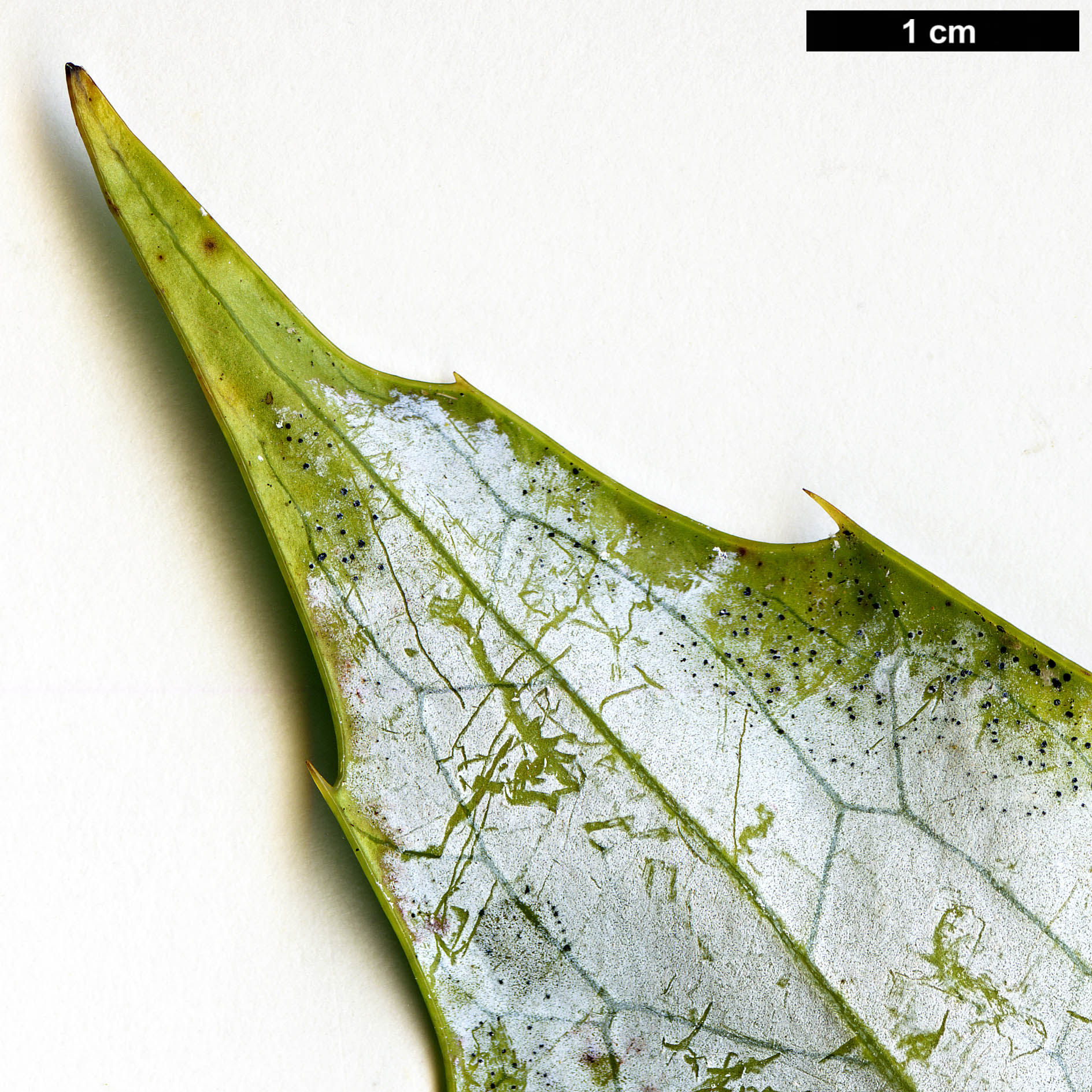 High resolution image: Family: Berberidaceae - Genus: Mahonia - Taxon: gracilipes